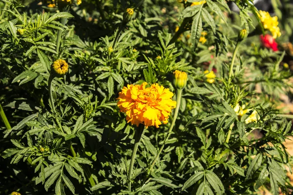 Летние цветы в саду — стоковое фото