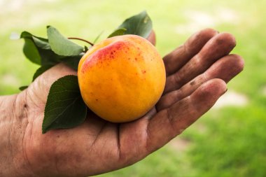 Arka plan üzerinde taze kayısı