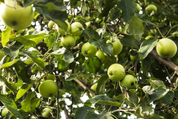 Bahçedeki ağaçtaki yeşil elmalar