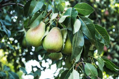 Yeşil armut ağacı yaz hasat