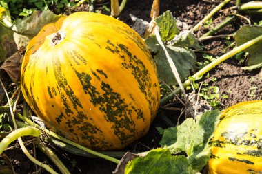 Bahçedeki Olgun büyük kabak