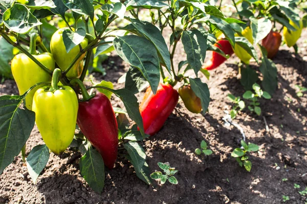 Pimenta fresca madura no jardim — Fotografia de Stock