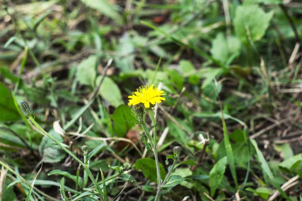 Bahçede sonbaharda sarı çiçek — Stok fotoğraf