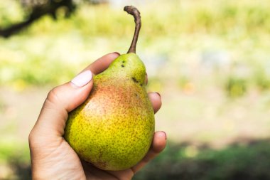 Bir kadının elinde olgun armut