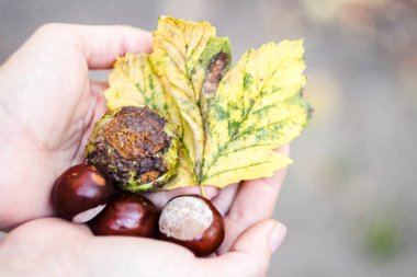 sonbahar yaprakları ve wallnuts eller içinde