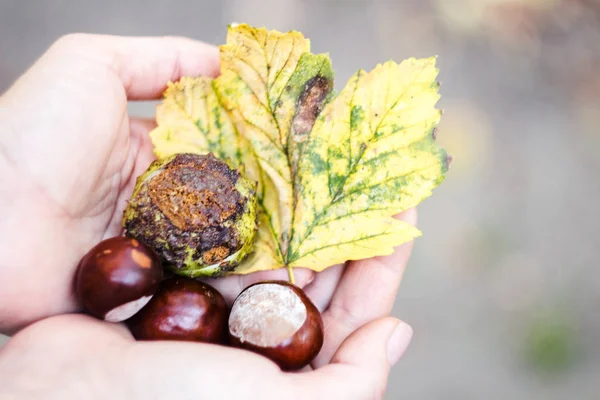 sonbahar yaprakları ve wallnuts eller içinde