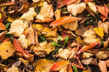 parlak bir yerde yaprak