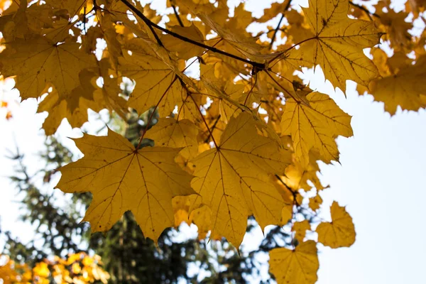 Outono folhas brilhantes em uma árvore — Fotografia de Stock