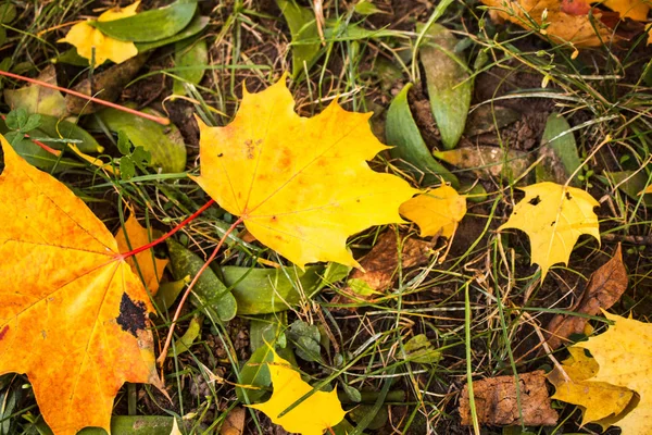 Autunno foglie luminose su un'erba verde — Foto Stock