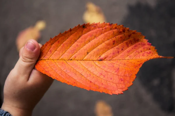 Outono folhas brilhantes na mão da criança — Fotografia de Stock