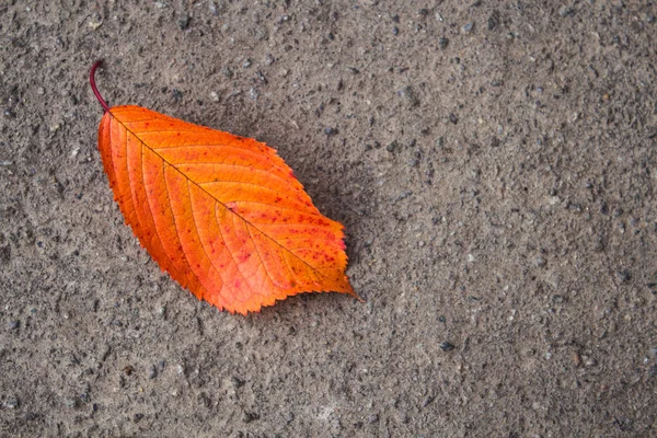 Herbsthelles Laub auf dem Beton — Stockfoto