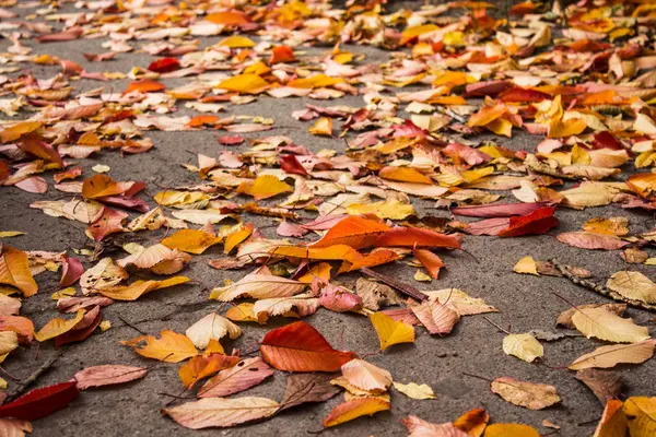 Outono folhas brilhantes em um solo — Fotografia de Stock
