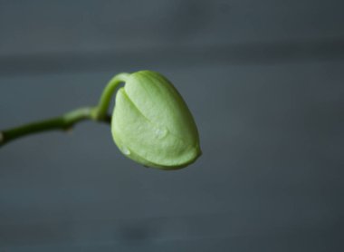 damla su üzerinde gri bir arka plan ile güzel beyaz orkide