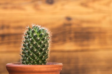 kaktüs ahşap bacground üzerinde