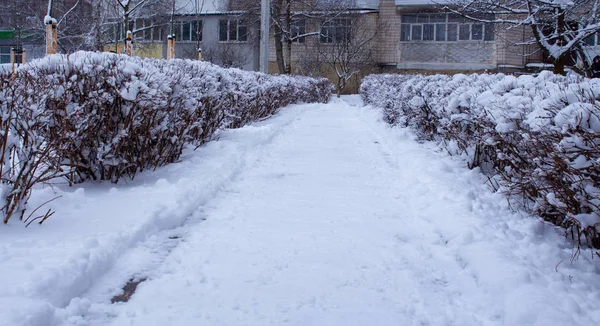 Drogi i krzewów pokryte śniegiem — Zdjęcie stockowe