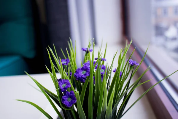 Violetas cerca de la ventana — Foto de Stock