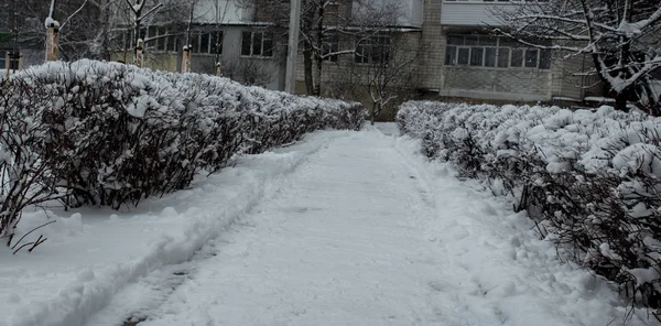Weg en struiken bedekt met sneeuw — Stockfoto