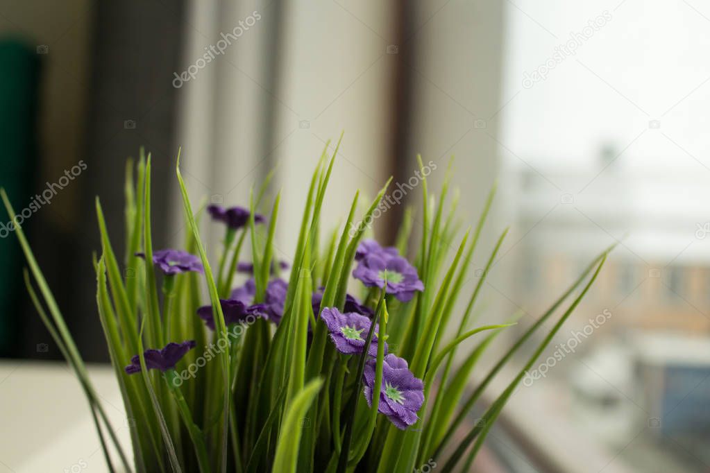 violets near the window