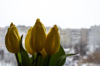Pencere arka planda Sarı laleler