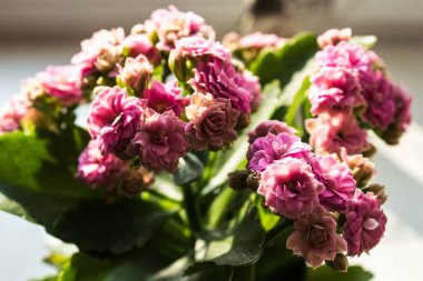 Güneşteki pembe çiçek