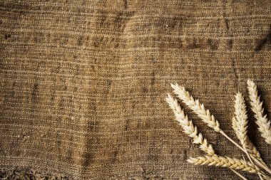 spikelets buğday çul arka plan üzerinde