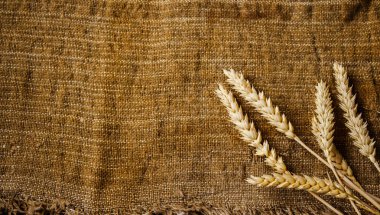 spikelets buğday
