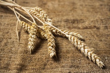 spikelets buğday çul arka plan üzerinde