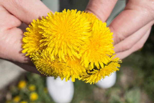 Un pissenlit jaune — Photo