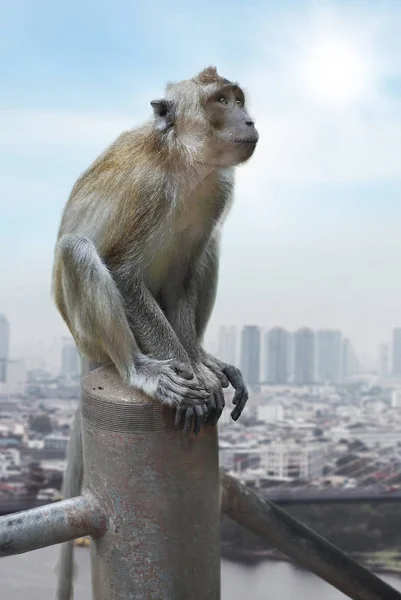 Cynomolgus-Affe auf einem Hintergrund der Stadt — Stockfoto