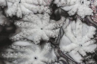 Jimbaran yerel balık piyasada taze ahtapot demet