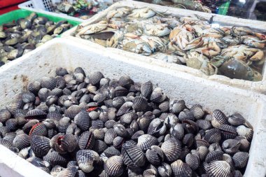 Taze kan Cockle Jimbaran yerel piyasada satış