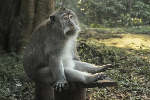 Der Ubud Affenwald ist ein Naturreservat und hinduistischer Tempelkomplex in Ubud, Bali, Indonesien. — Stockfoto