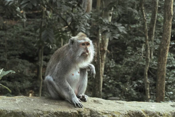 Der Ubud Affenwald ist ein Naturreservat und hinduistischer Tempelkomplex in Ubud, Bali, Indonesien. — Stockfoto