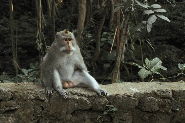 ウブドのモンキー フォレストは自然保護区とウブド、バリ、インドネシアのヒンドゥー教寺院です。. — ストック写真