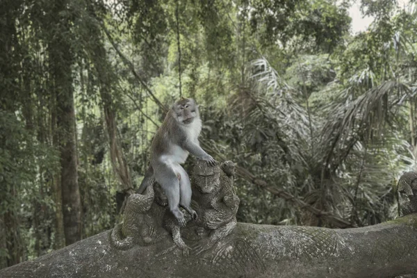 Der Ubud Affenwald ist ein Naturreservat und hinduistischer Tempelkomplex in Ubud, Bali, Indonesien. — Stockfoto