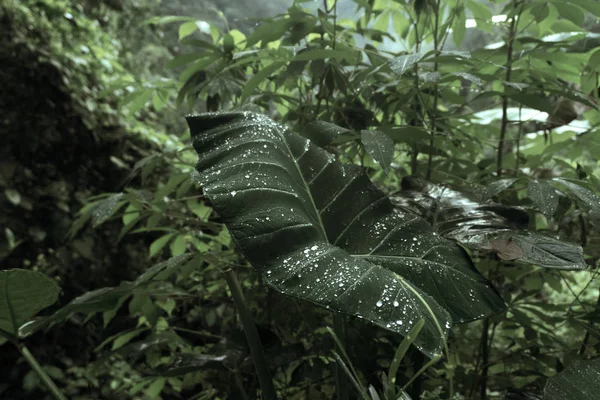 Singonio, rugiada sulle foglie della giungla — Foto Stock