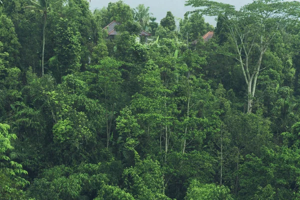 在亚洲国家，绿色自然纹理，丛林视图背景的热带森林观 — 图库照片