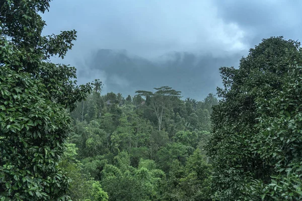 Vue sur la forêt tropicale dans le pays asiatique, texture verte de la nature, vue sur la jungle — Photo