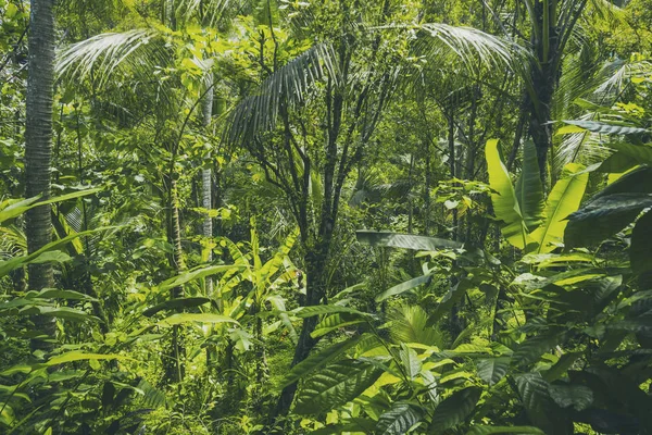 Tropisch woud weergave in het Aziatische land, groene natuur textuur, de achtergrond van de weergave van de jungle — Stockfoto