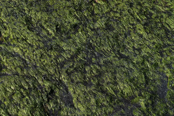 自然の緑のパターンと石の上の海の草のテクスチャのクローズ アップ — ストック写真