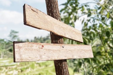 Doğa arka plan üzerinde eski ahşap tabela isoliated