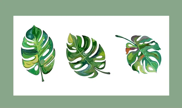 Tropical leaves-Mostera deliciosa vector set — Stock Vector