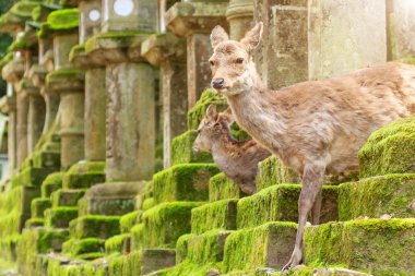 Genç geyik Nara Parkı, Japonya. Geyik Nara city sembolü