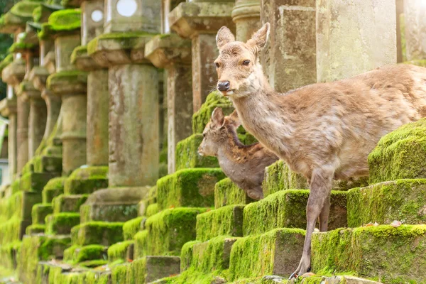 Young deer in Nara Park, Japan. The deer, the symbol of the city of Nara — Φωτογραφία Αρχείου