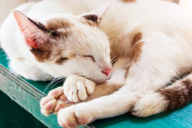 Kedi uyuyor. Uyuyan bir kedi largly portresi. Kedi dinlenme.