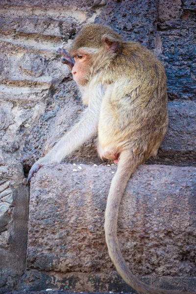 猴子在庙帕普朗山姆三百峰，华富里 免版税图库图片