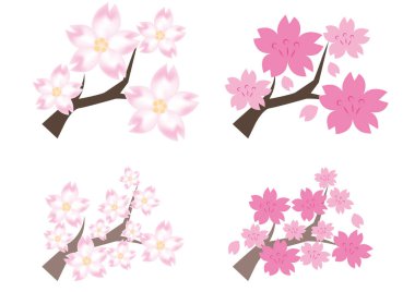 Cherry blossom dört varyasyon