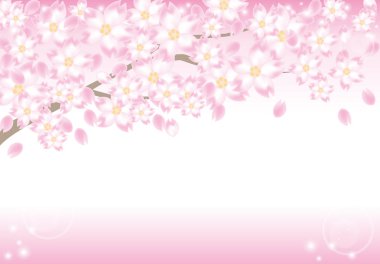 Cherry blossom çerçeve güneş ışığı ile