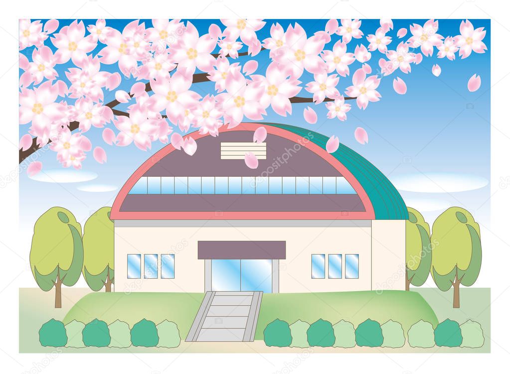 Cherry tree and school landscape - gymnasium