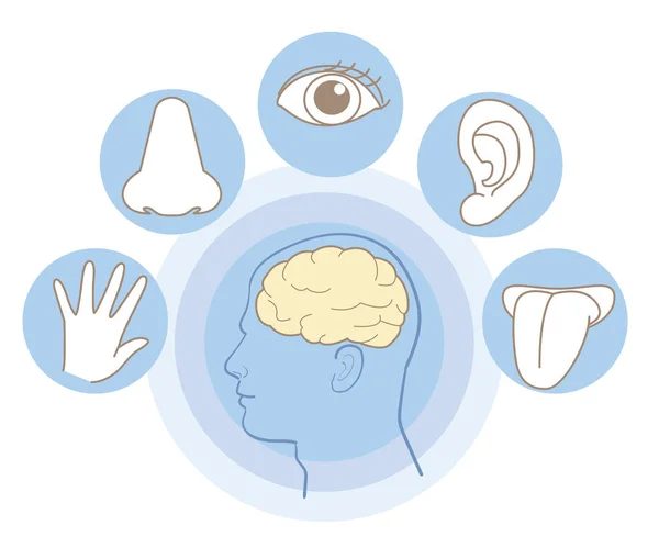 Five Senses Image Medical Educational — Stock Vector